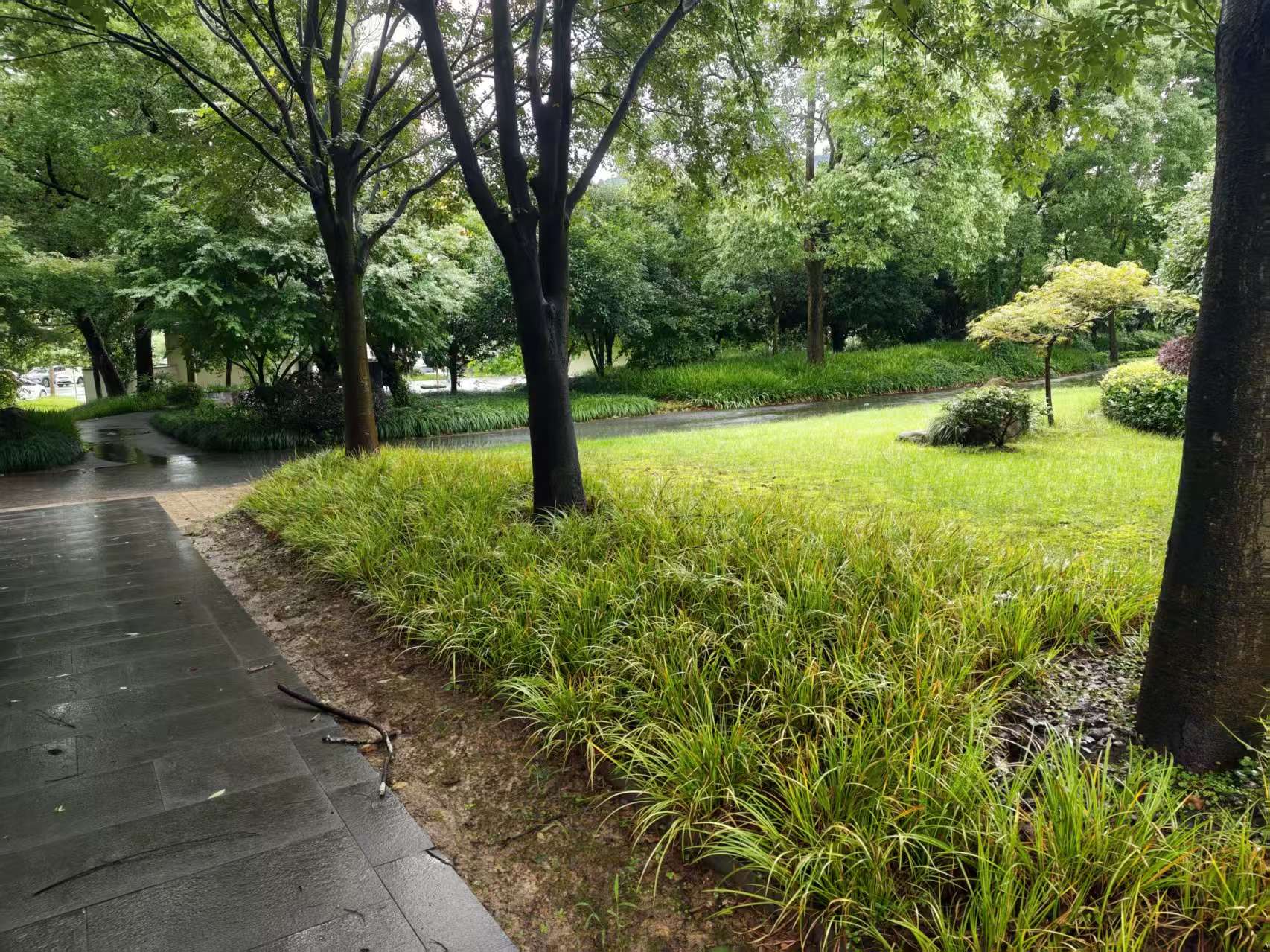 树荫下的步行路与草地花木