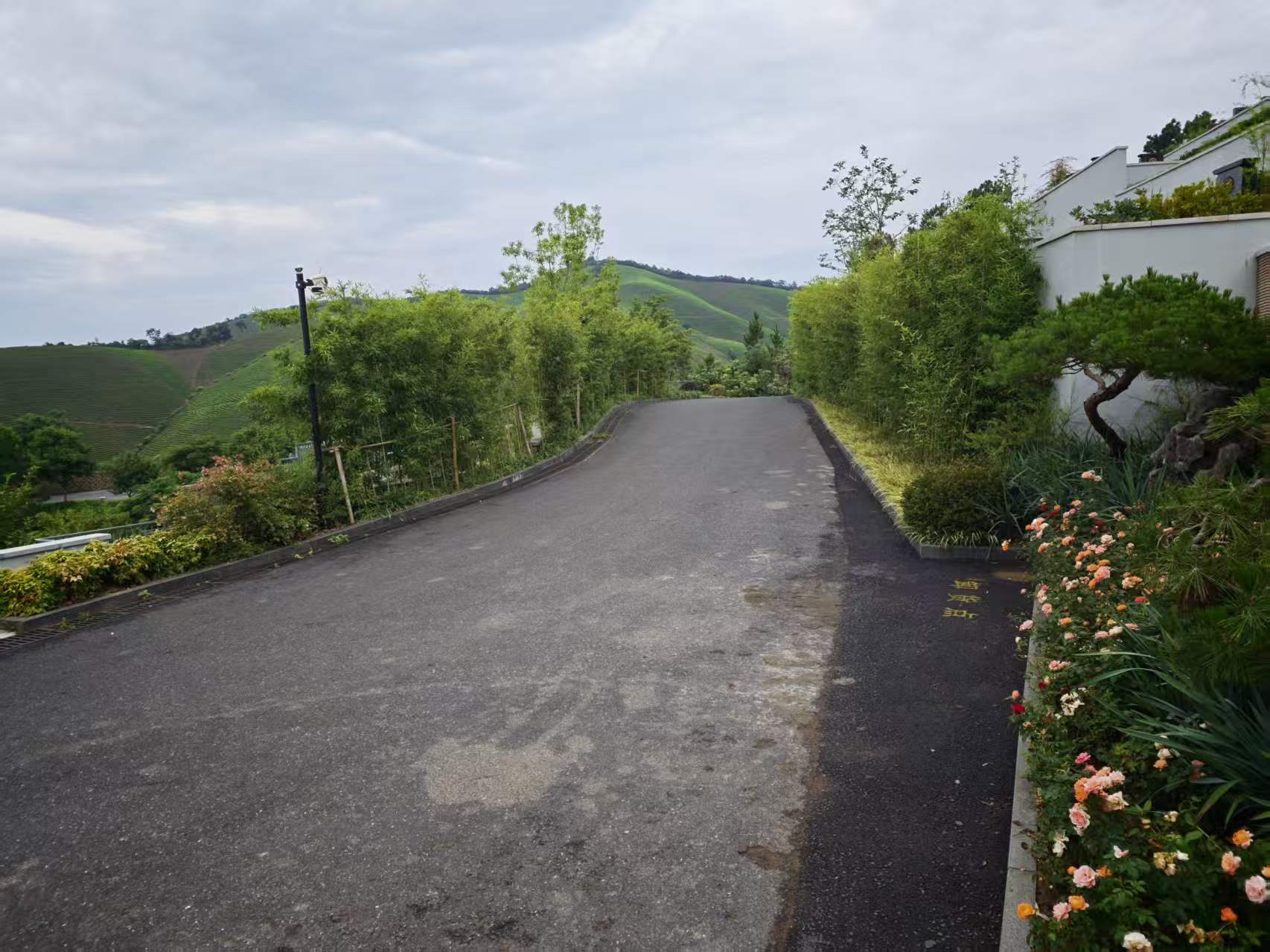 绿篱与花木夹道的坡面道路