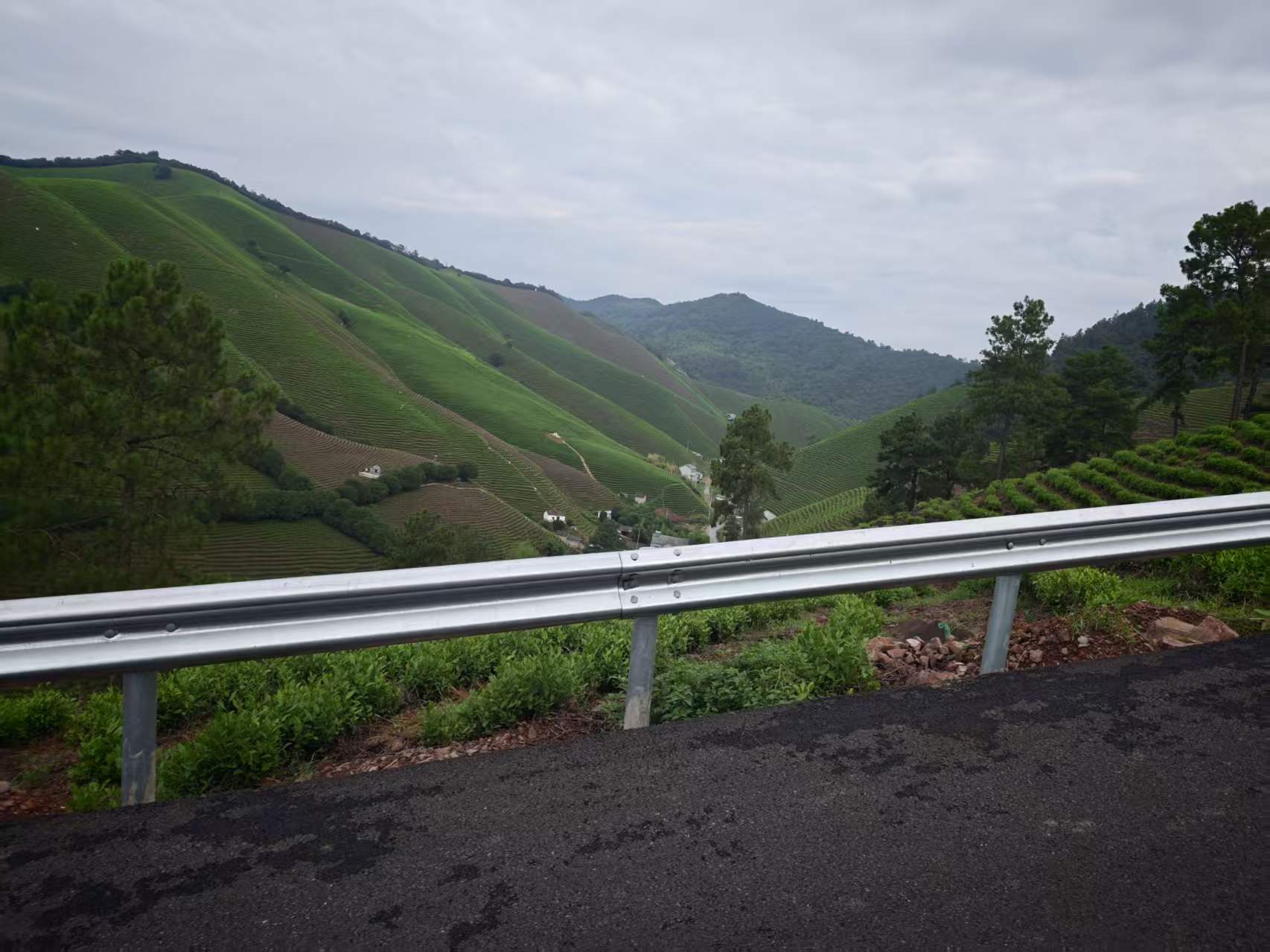 山间道路护栏外的茶坡与远山