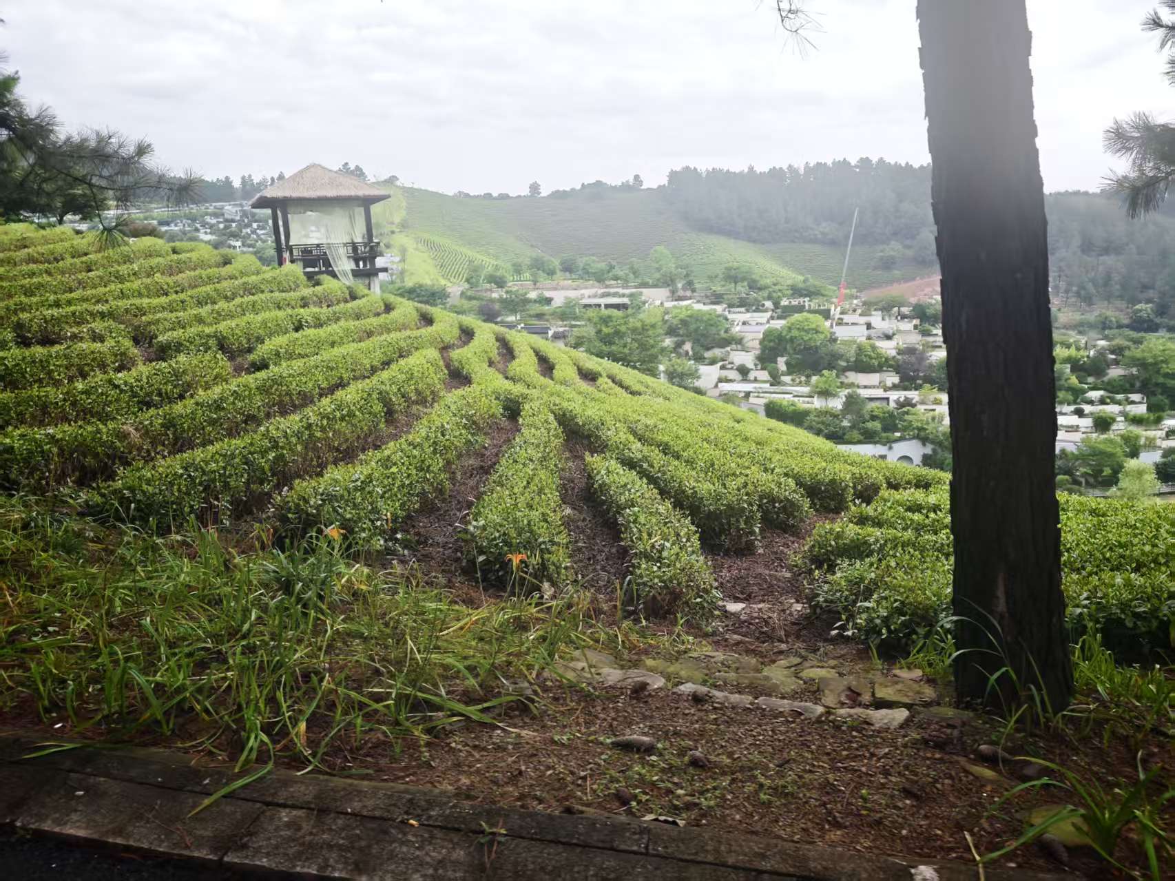 树干旁随地形展开的成行茶树