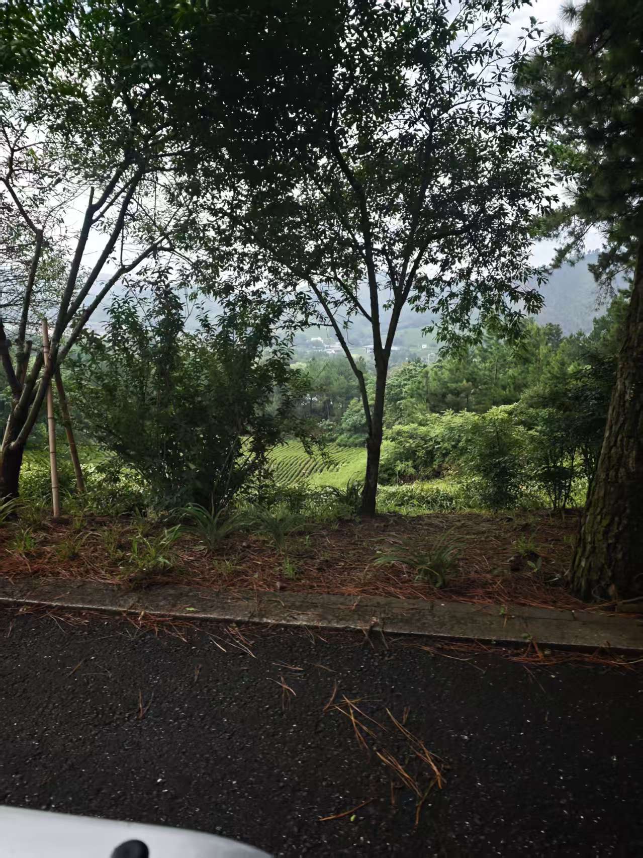 林荫道路外的山景与坡面绿植