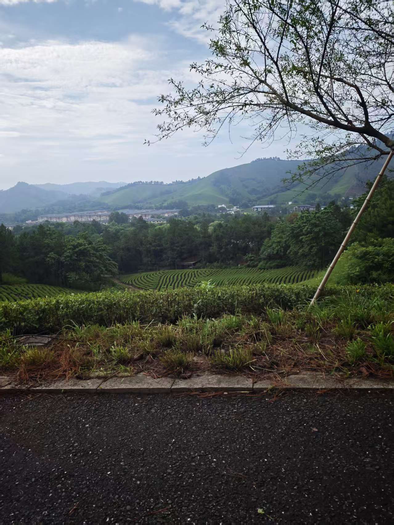 林荫道路外的山景与坡面绿植