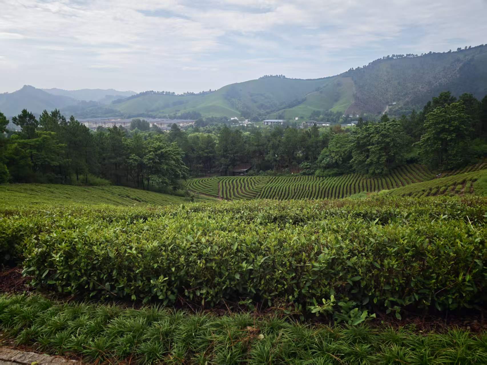 茶坡、远山与山脚树林