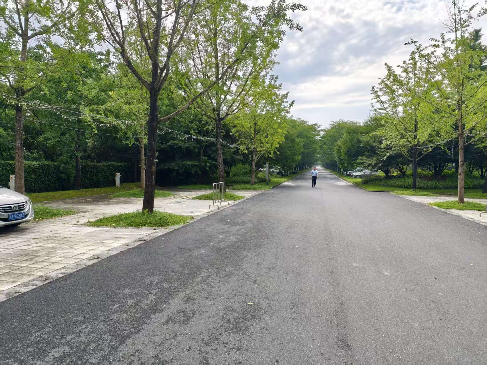 宽阔的园内道路、树木与路边建筑