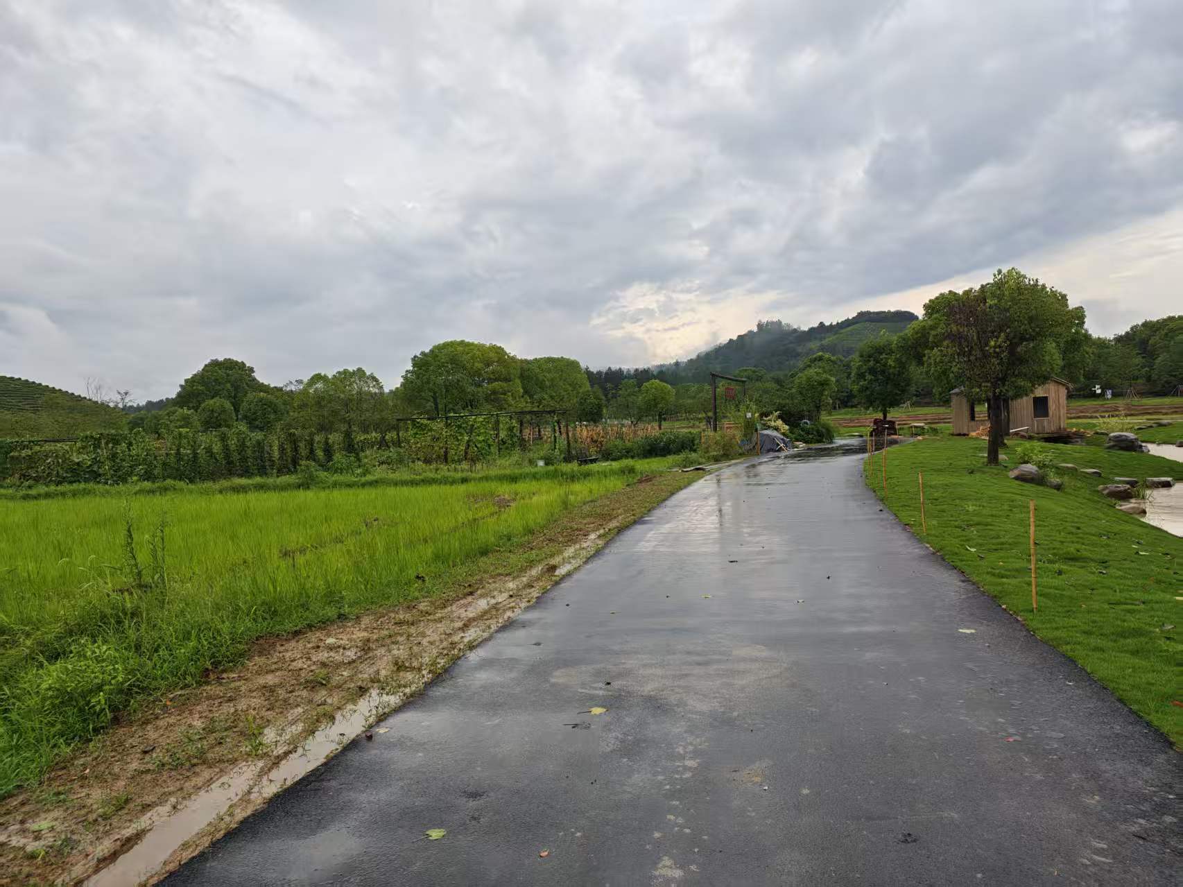 雨后道路与两侧田地、草地和树木