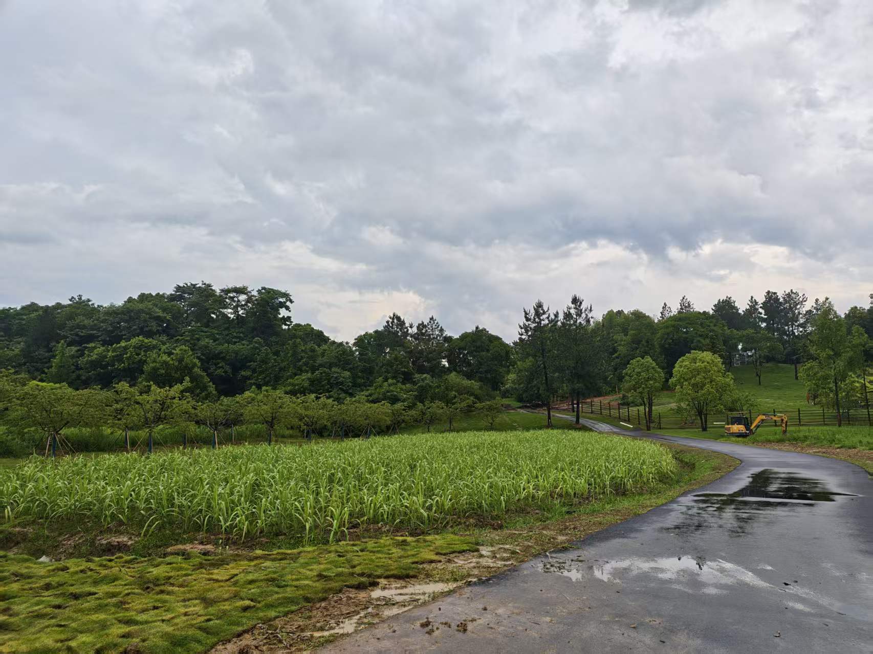 雨后道路与两侧田地、草地和树木